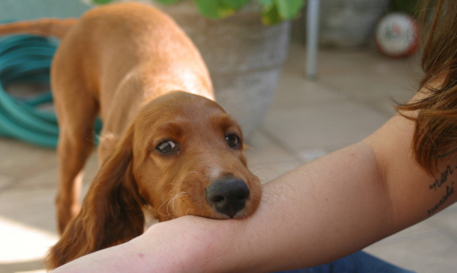 puppybiting