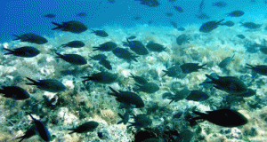 chromis