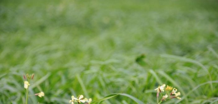 agrotiki ektasi enosi agriniou