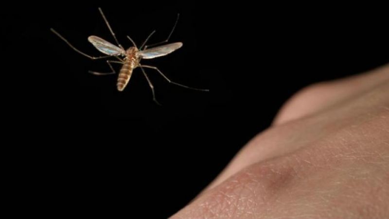 efarmogi texnitis noimosunis kounoupi
