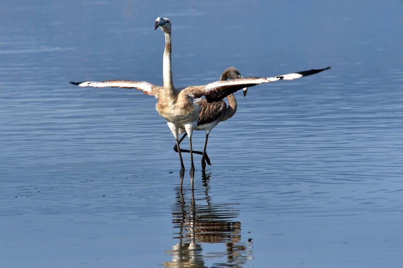 flamingko kerkura