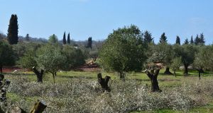 organismos karantinas xylella fastidiosa