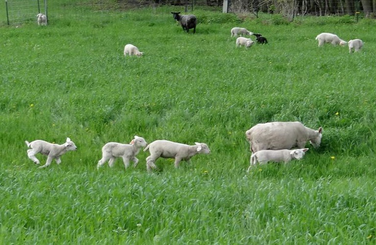 mastitida aigoprovaton enosi agriniou