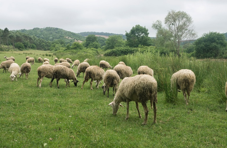 pliromes drasi genetikoi poroi ktinotrofia