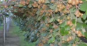 aktinidia ea.fm