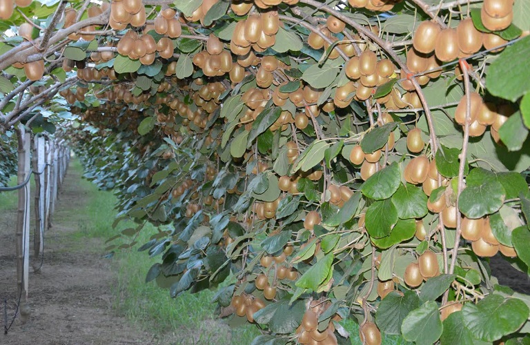 aktinidia ea.fm