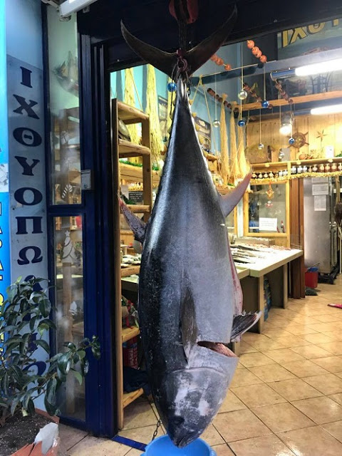 tuna agrinio 1