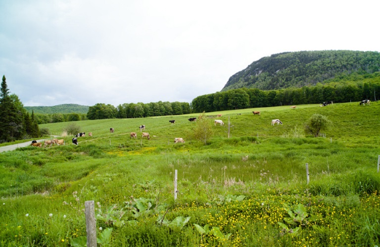 tilepiskopisi enstasi