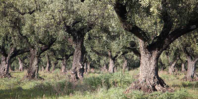 elaiodentro loutro