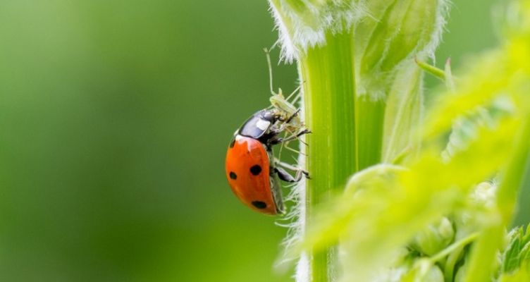 pasxa agrotes