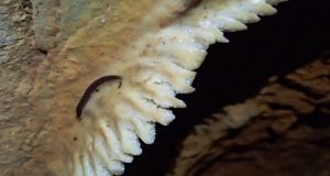 Λεπενού: Αναζήτηση νέων ειδών ζώων σε σπήλαιο (Photos)