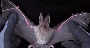 california leaf nosed bat photo1 1024x538 768x500