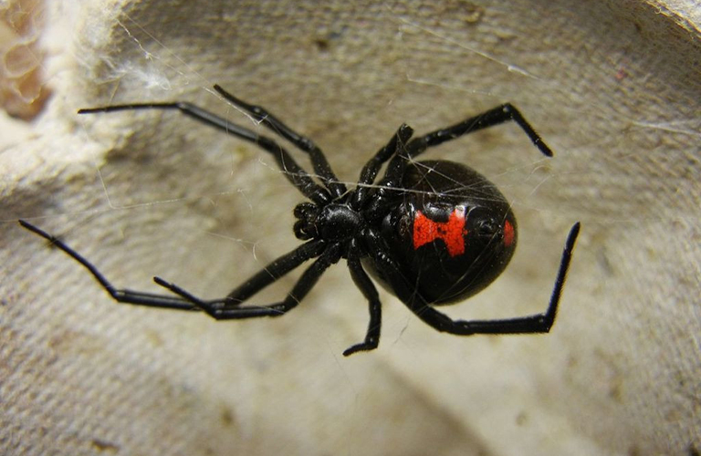 1200px adult female black widow 1024x768 1024x768 1