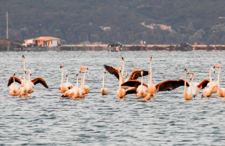 flamingo lefkada