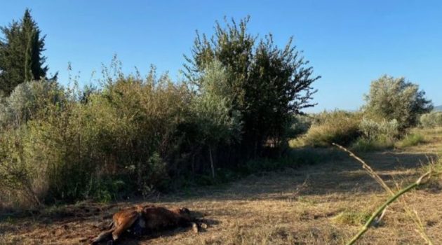 Πυροβόλησαν και σκότωσαν τρία άγρια άλογα στο Αγρίνιο