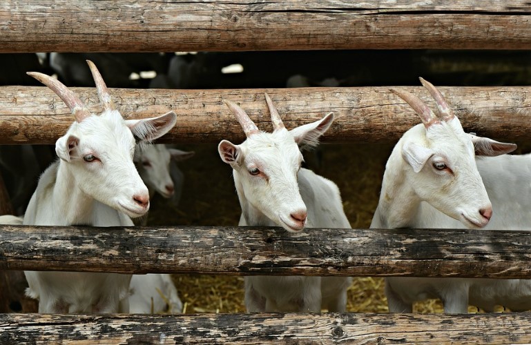 ktinotrofikes egkatastaseis adeiodotisi