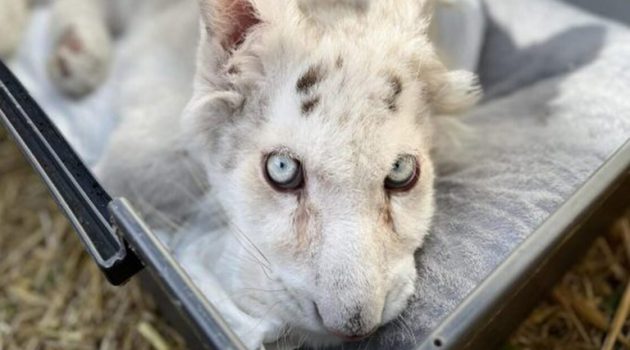 Θλίψη για τη Χασίγια, το λευκό τιγράκι – Εξαιρετικά κρίσιμη η κατάστασή της
