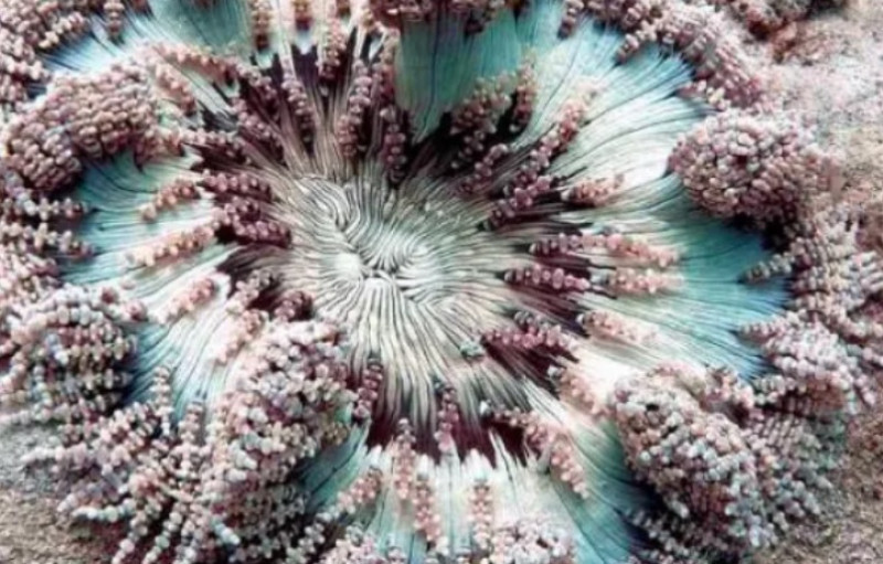 thalasia anemonh