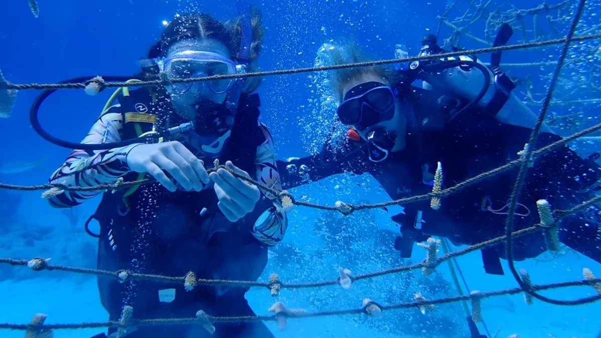 131954255 13 turks caicos reef protectors