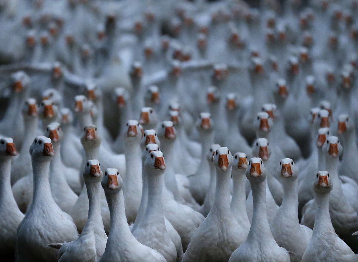 a flock of 150 geese