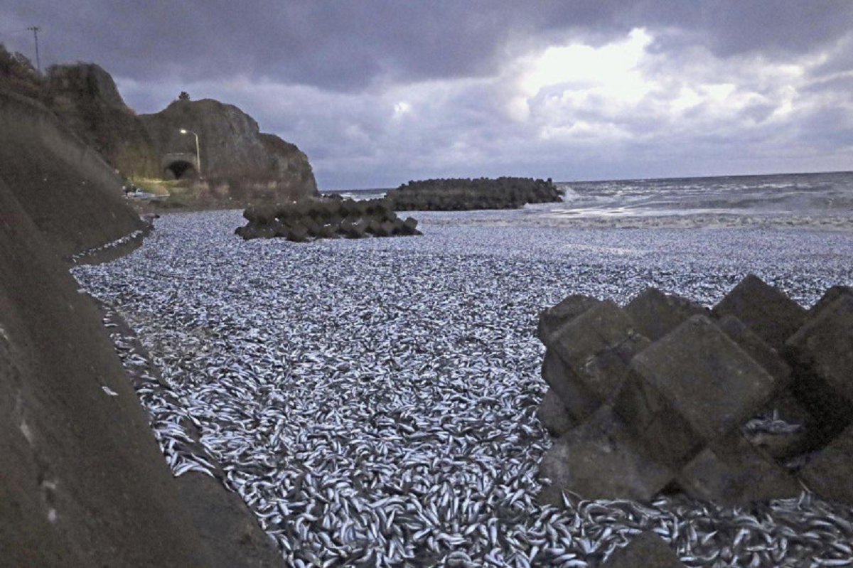 japan coast dead fishes