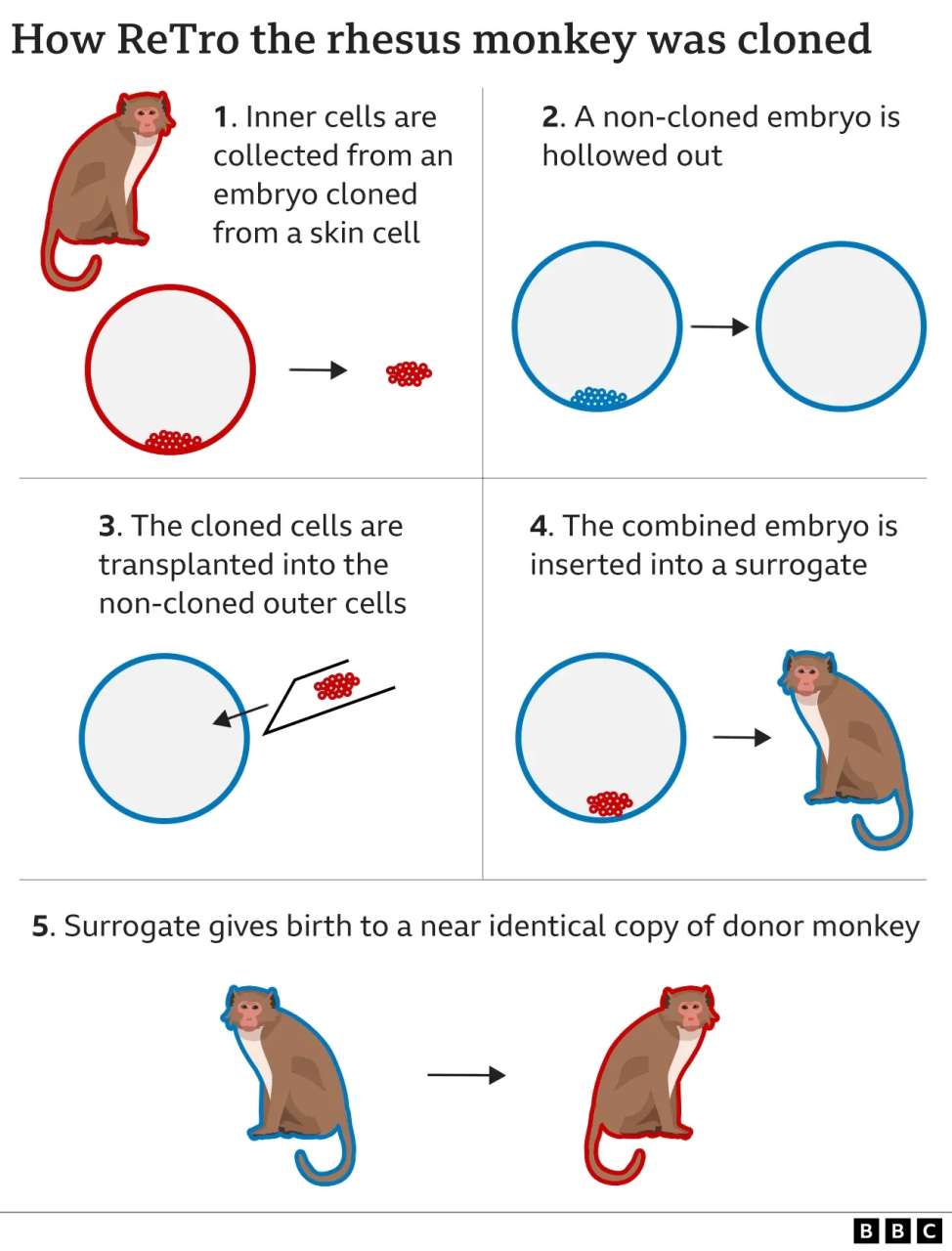 132341410 rhesus monkey cloning v2 640 nc