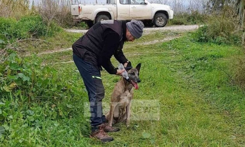 mesologgi valto