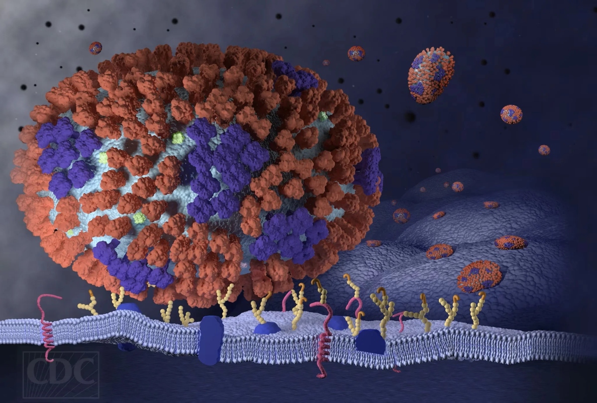 influenza virus nolabels