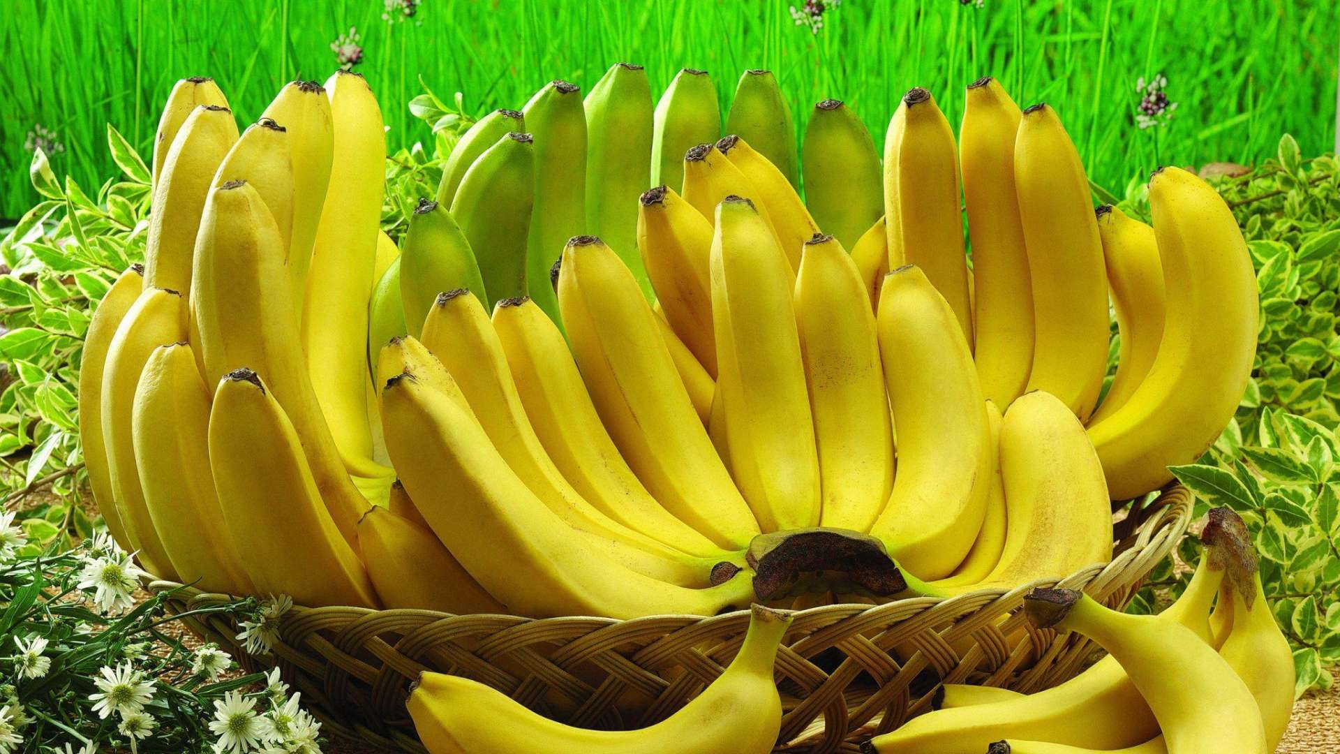 bananas 1000