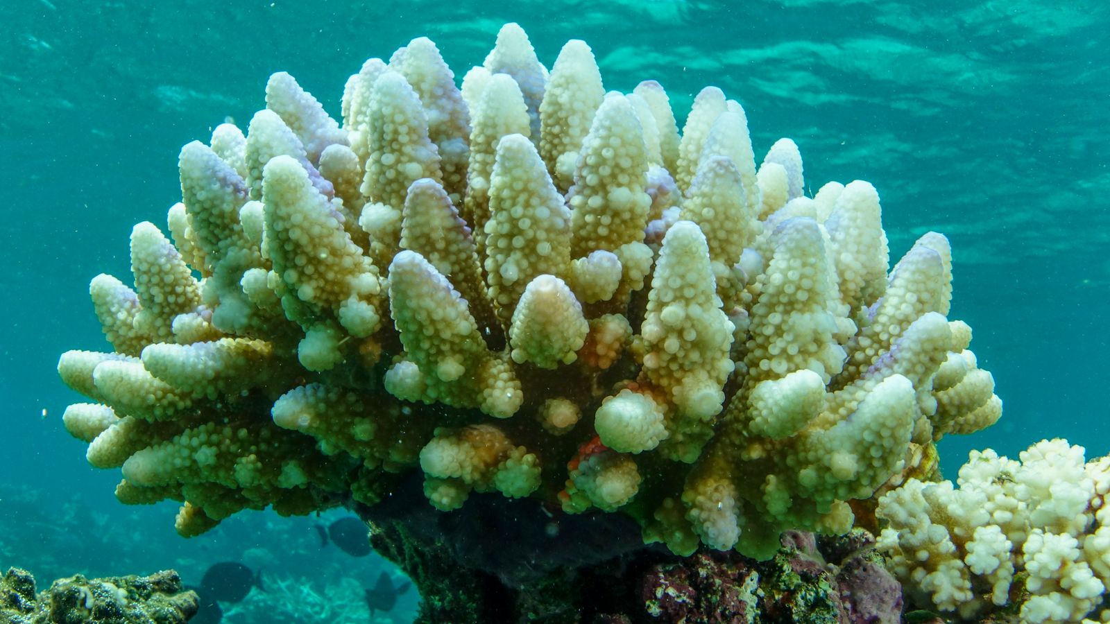 skynews coral reef climate change 6480618