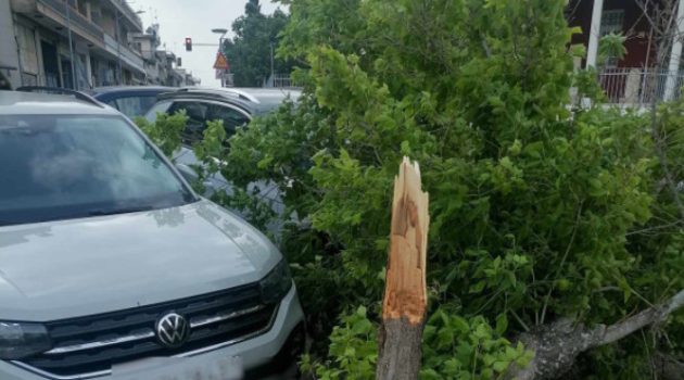 Αγρίνιο: Δέντρο κόπηκε από τον δυνατό αέρα στην περιοχή του Πάρκου (Photos)