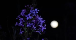 Το «Φεγγάρι των λουλουδιών»: Την Πέμπτη, 23 Μαΐου η Πανσέληνος…