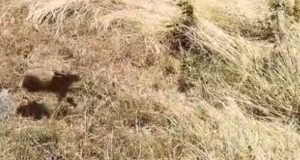 Ο 1ος Κυνηγετικός Σύλλογος Αγρινίου απελευθέρωσε 50 Λαγούς (Video)