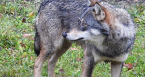 Ο Κ. Βελόπουλος κατέθεσε ερώτηση για τις επιθέσεις λύκων σε κοπάδια στον Δ. Αμφιλοχίας τονίζοντας πως Κτηνοτρόφοι και κάτοικοι υποφέρουν.