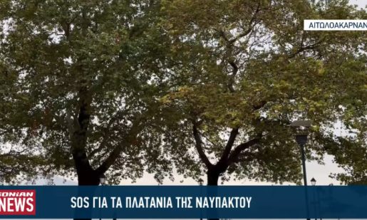 Για άλλη μία φορά το μεταχρωματικό έλκος «χτύπησε» τα Πλατάνια στη Ναύπακτο