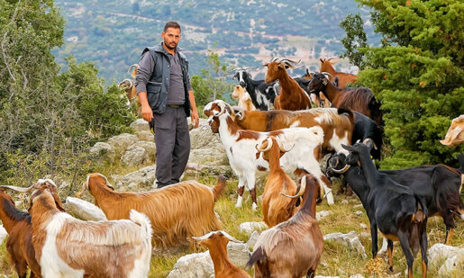 Στο νέο επεισόδιο του Greek Village Life, στην Ορεινή Ναυπακτία ο 35χρονος Δημήτρης είναι ένας νέος Κτηνοτρόφος