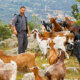 Στο νέο επεισόδιο του Greek Village Life, στην Ορεινή Ναυπακτία ο 35χρονος Δημήτρης είναι ένας νέος Κτηνοτρόφος