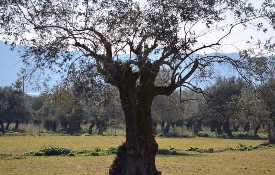 9 Οκτωβρίου ξεκινούν στην Αιτωλοακαρνανία οι δολωματικοί ψεκασμοί για τον δάκο της ελιάς 2024 σύμφωνα με τη Διεύθυνση Αγροτικής Οικονομίας