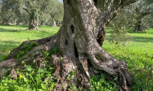 Στις 10:30 το πρωί της Πέμπτης (14/11) σύμφωνα με ανακοίνωση του Ο.Α.Σ. Αιτωλοακαρνανίας θα σημειωθεί κινητοποίηση στον ΕΛ.Γ.Α. Αγρινίου