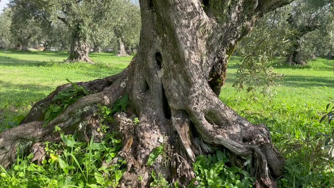 Στις 10:30 το πρωί της Πέμπτης (14/11) σύμφωνα με ανακοίνωση του Ο.Α.Σ. Αιτωλοακαρνανίας θα σημειωθεί κινητοποίηση στον ΕΛ.Γ.Α. Αγρινίου